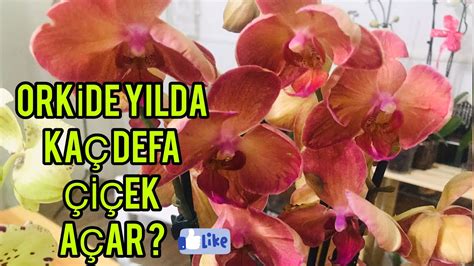 Orkide Kaç Defa Açar? 